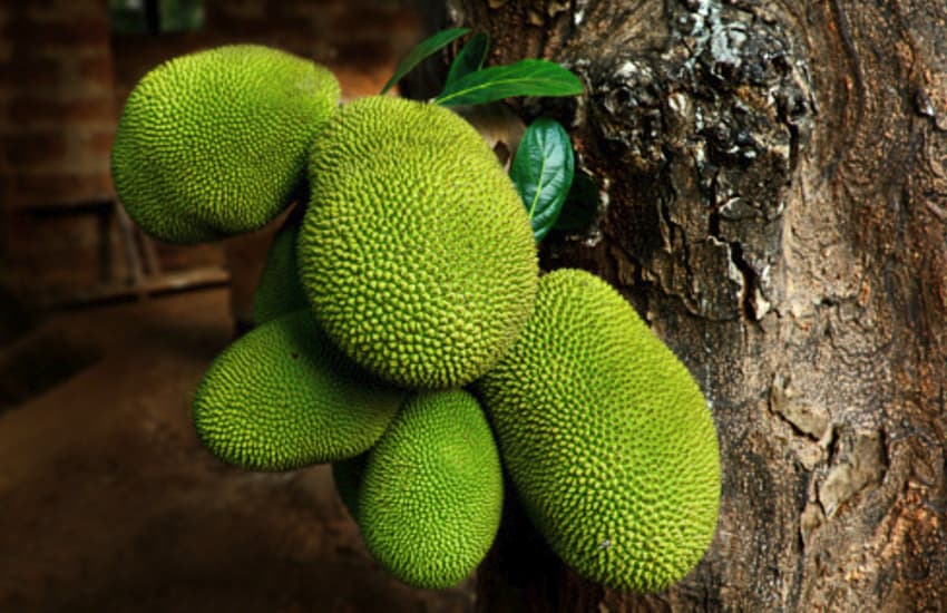 Eat Jack Fruit To Boost Your immunity