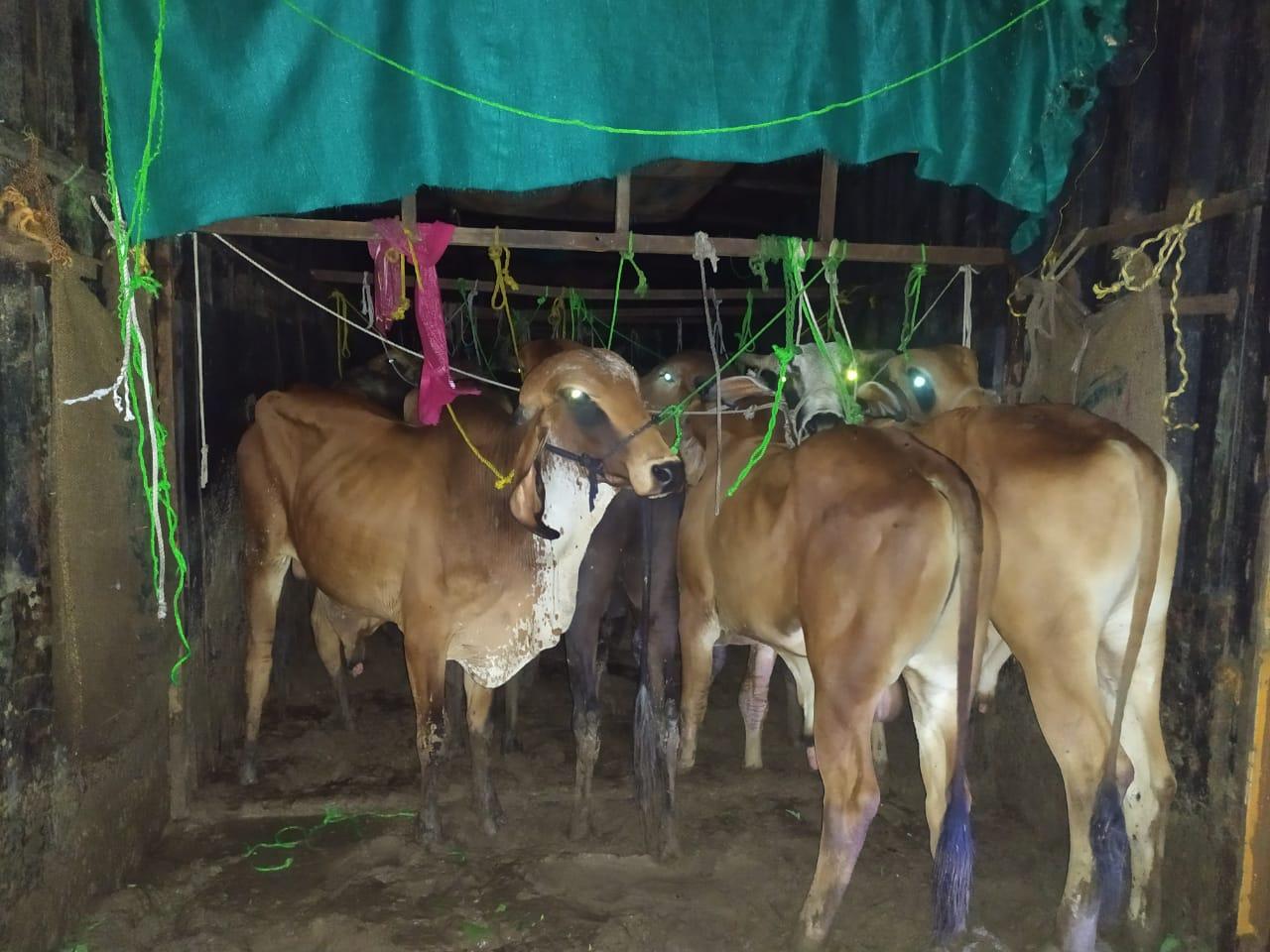 Cow slaughter beef and goshala case in mp high case