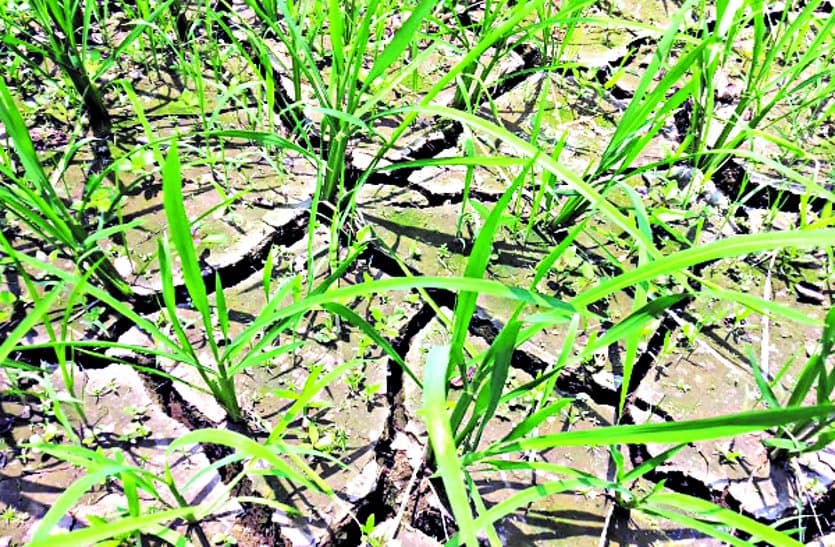 In the absence of rain, dry fields, lagging farming, farmers are getting worried every day…
