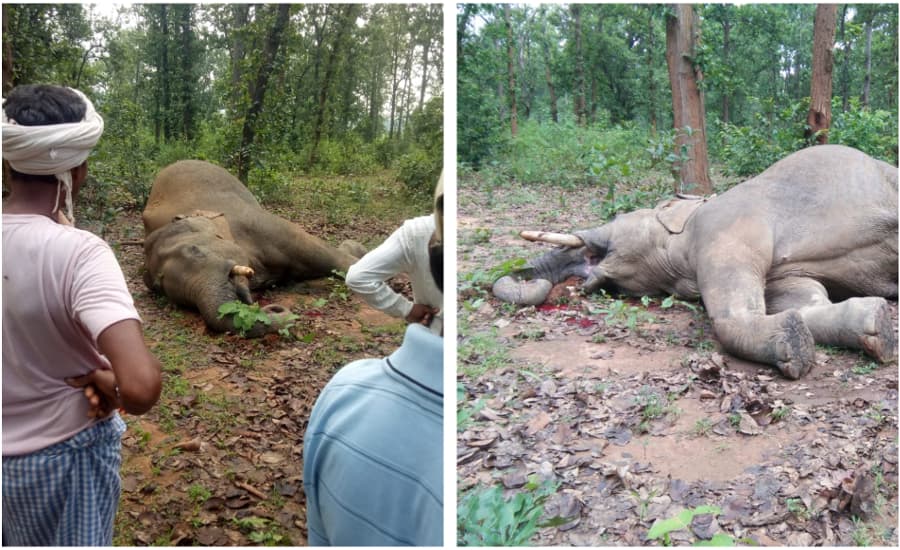 Breaking News: हाथियों की मौत का सिलसिला जारी, आज सुबह फिर एक दंतैल हाथी का मिला शव
