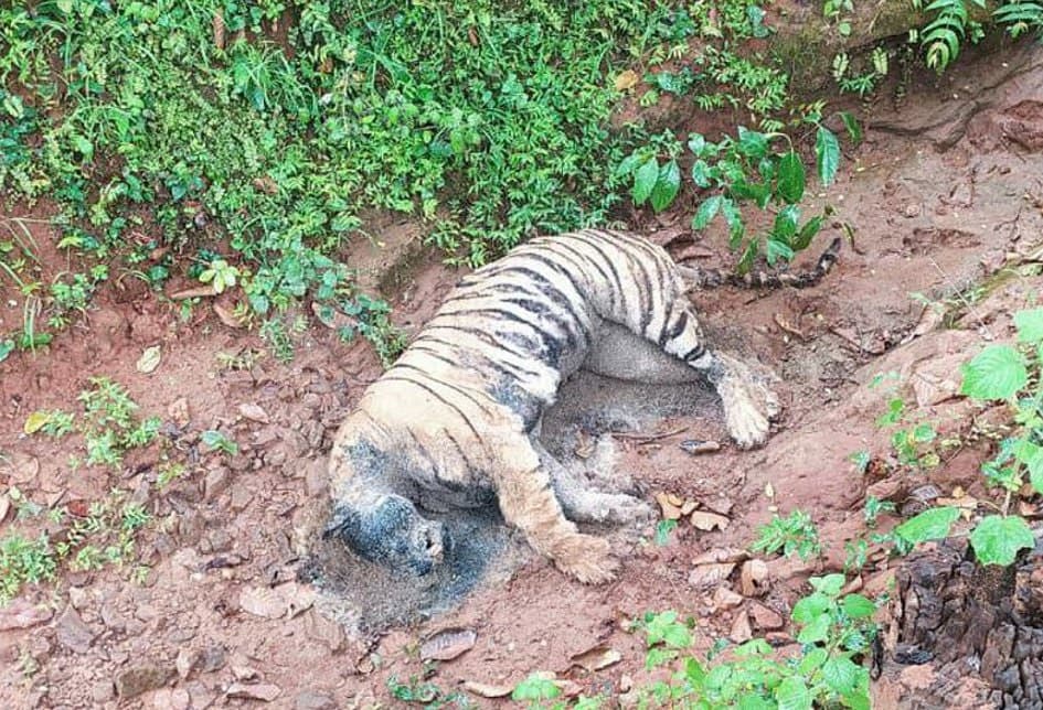 Weak patrol: tigress's body seen after one and a half days