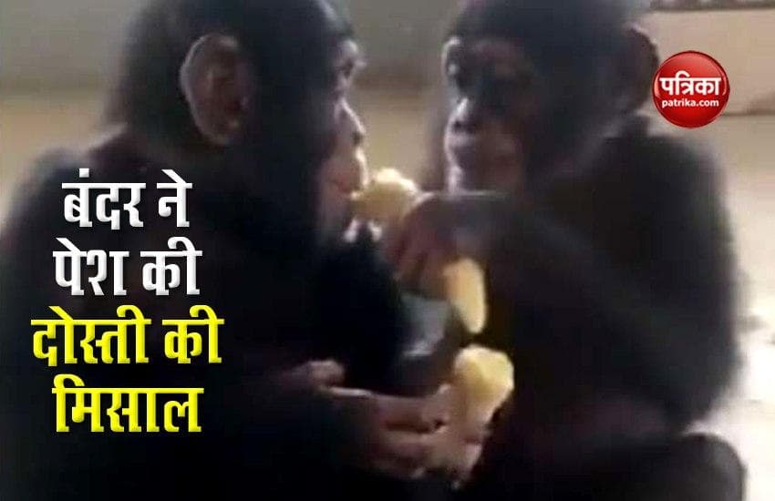 Monkey viral video