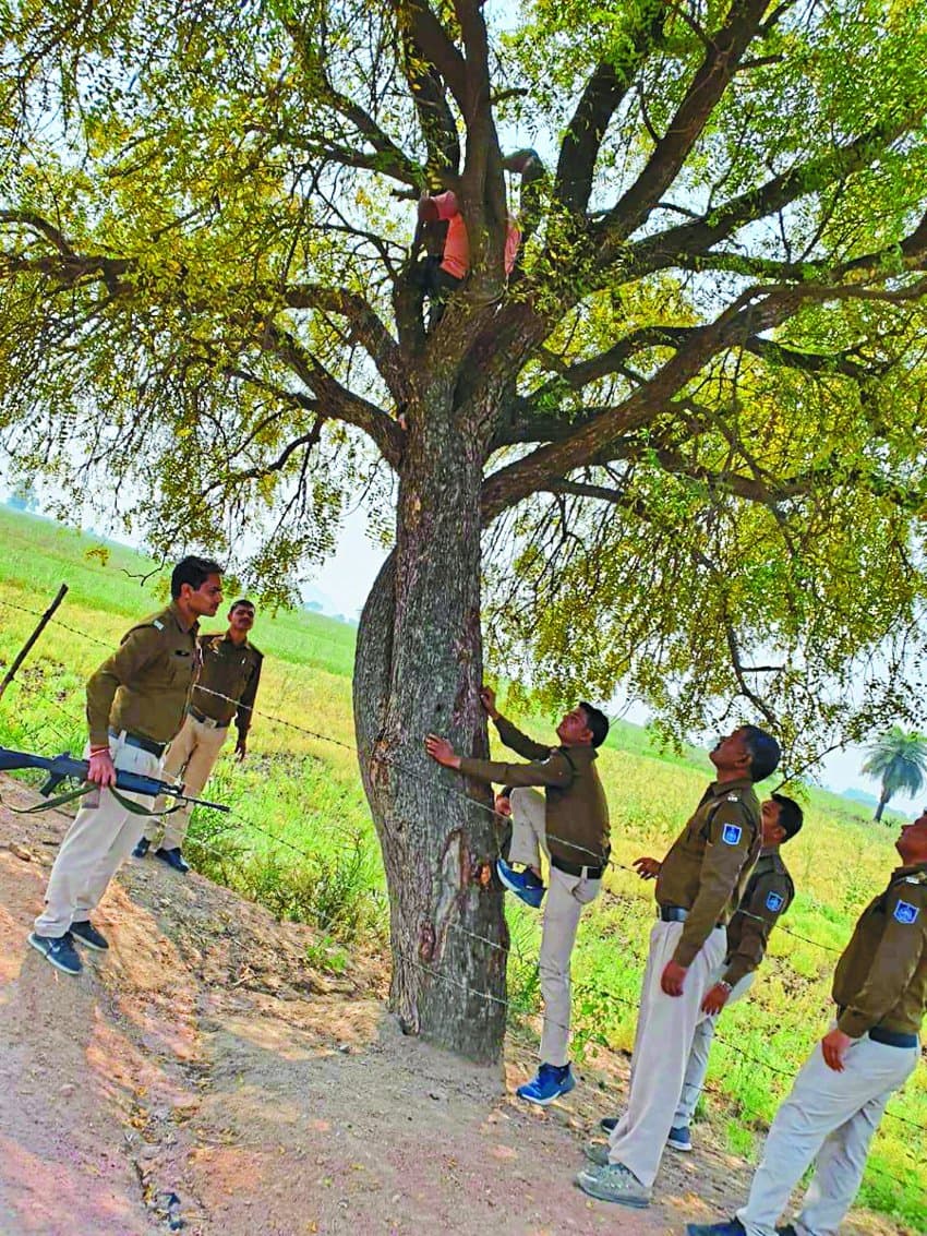 Seeing the police, the culprit climbed the tree, the police caught