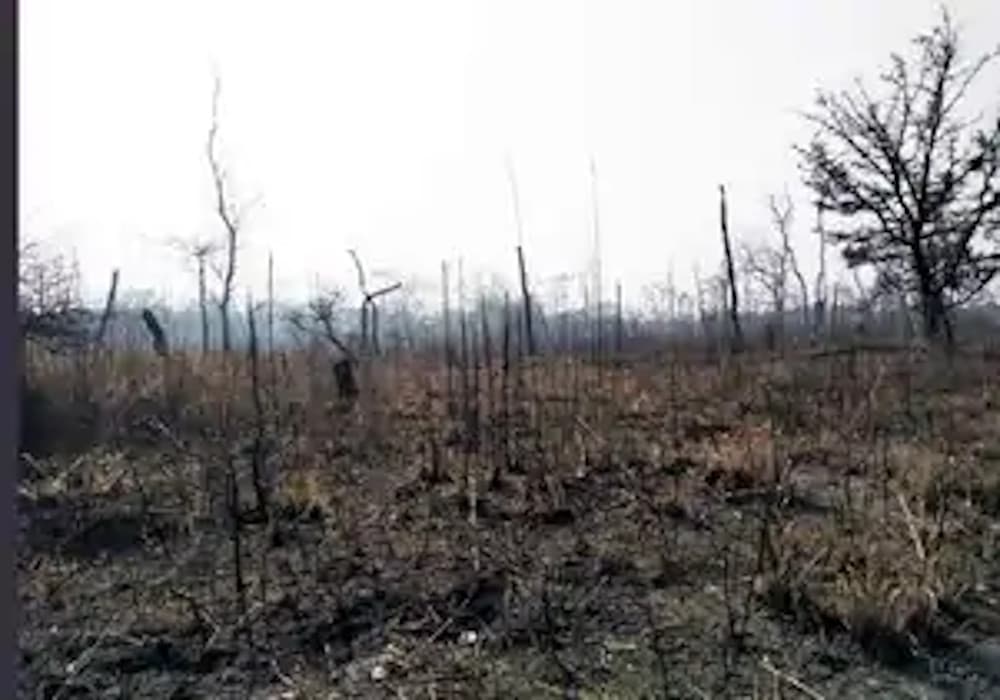 जंगल में अचानक लगी भीषण आग से मची अफरा तफरी, कई पेड़ हुए बर्बाद, जंगली जानवरों के मरने की आशंका