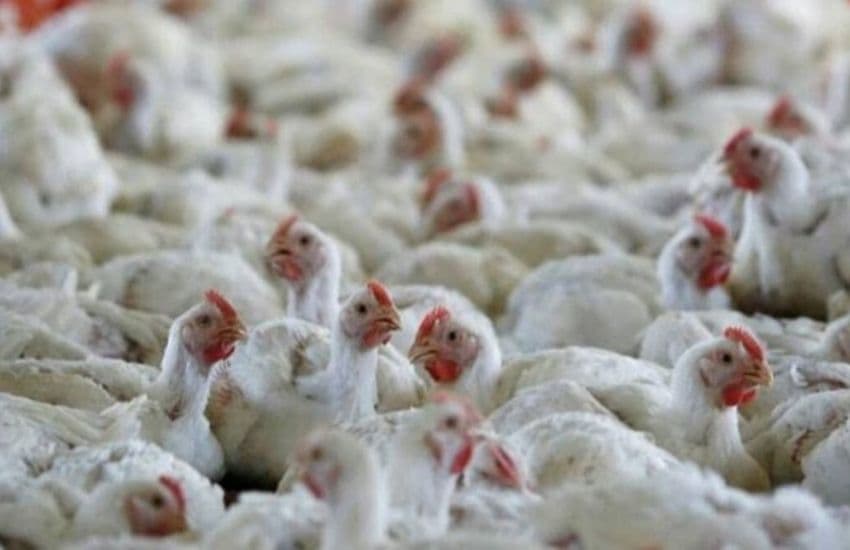 Avian Influenza Viruses: First death reported due to bird flu in India