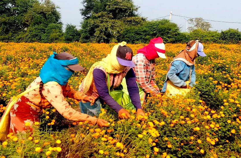 ये कश्मीर नहीं छत्तीसगढ़ है, जहां दिवाली के पहले फूलों के खेत हुए गुलजार, बाजार में हमारे गेंदे की बहार से खिले किसानों के चेहरे