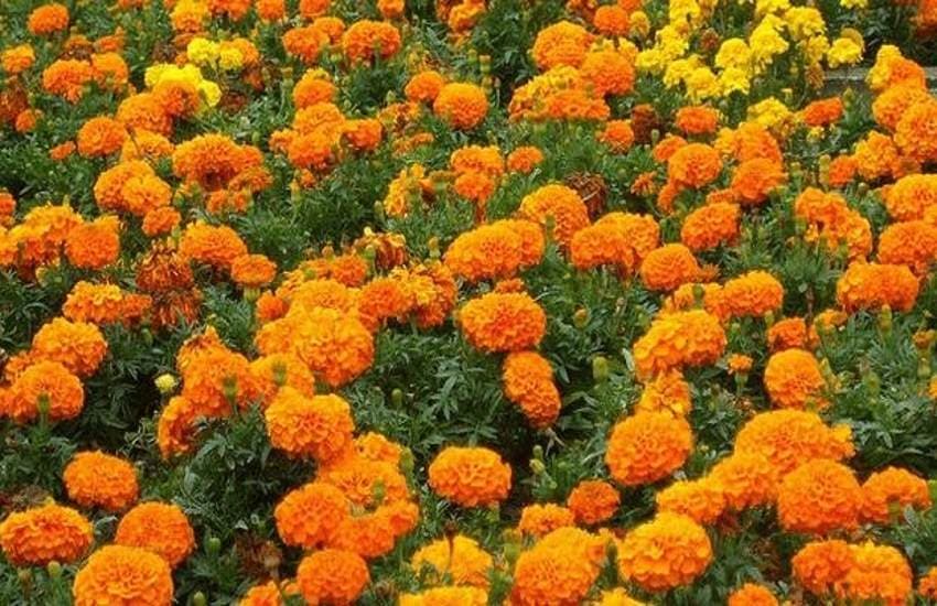 marigold_flower.jpg