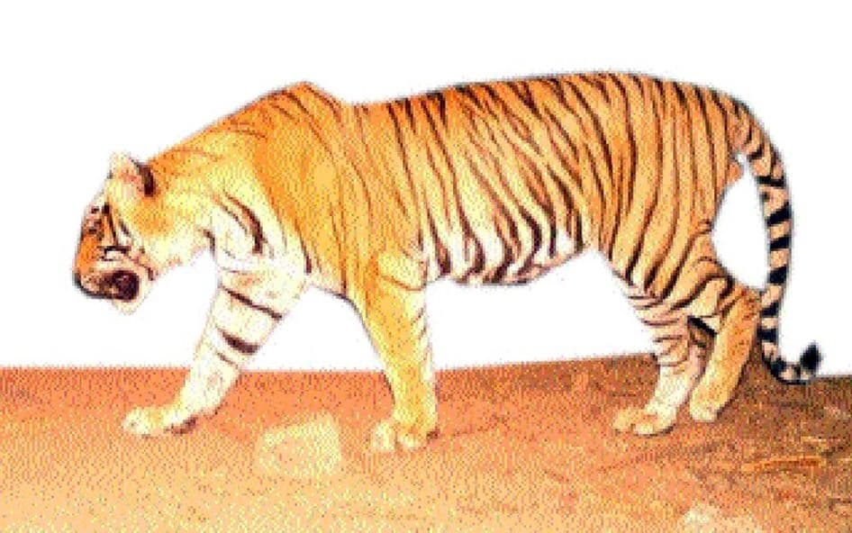 Tiger T 115 : बाघ टी 115 के फिर जैतपुर रेंज की ओर बढ़े कदम