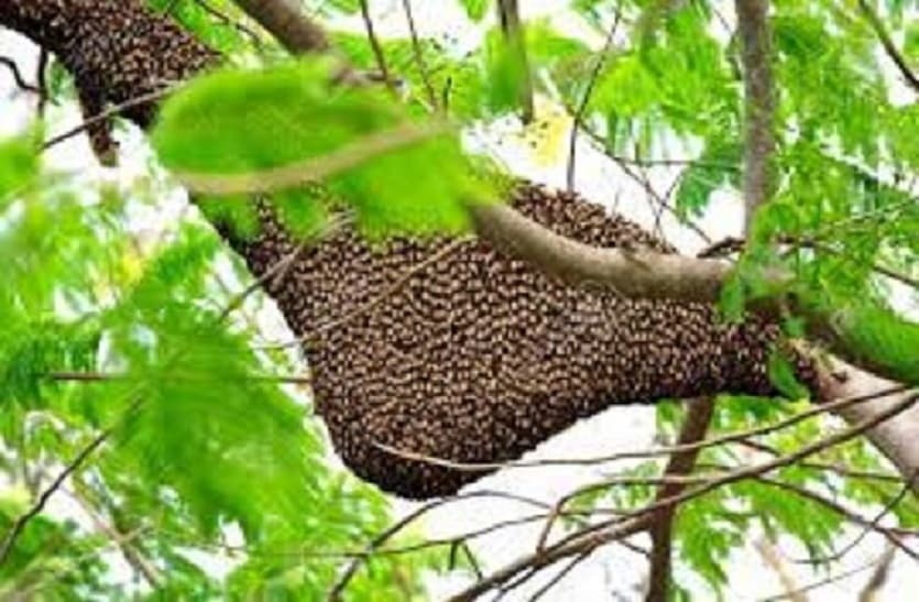 शहद से बदलेगी मांघर गांव की सूरत, 80 प्रतिशत लोग पालते हैं मधुमक्खी