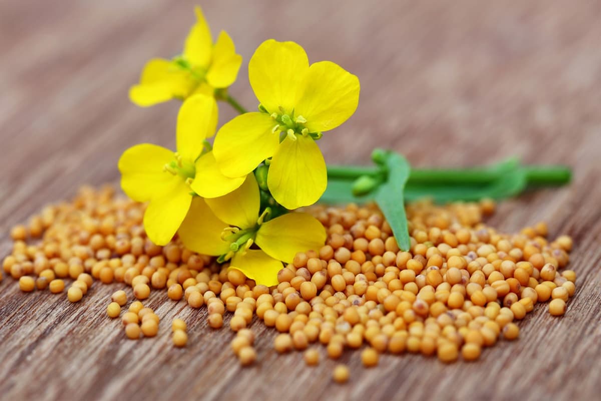 Mustard Seeds Benefits: सरसों के बीज के है कई फायदे, कई समस्याओं को दूर करने में होता है सहायक