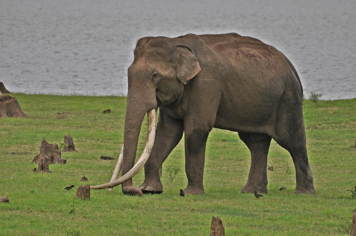 एशिया के सबसे लंबे दांत वाले हाथी भोगेश्वर की मौत, प्रदर्शनी में लगाए जांएगे दांत