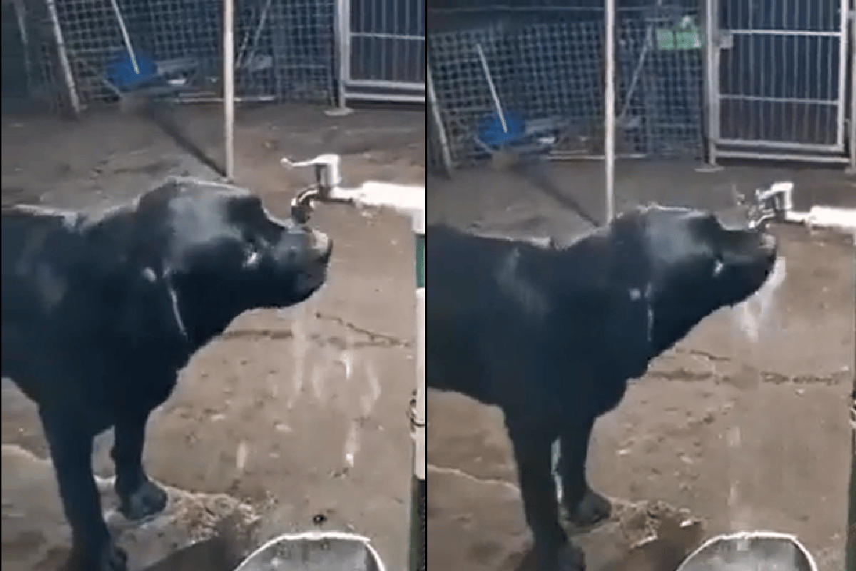 IPS officer shares video of dog turning off tap after drinking water, goes viral