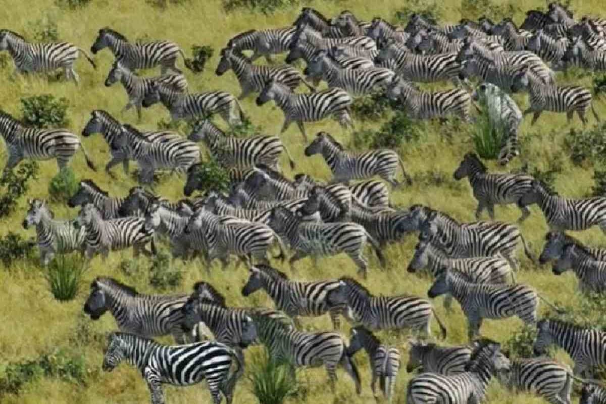 Optical Illusion Only Those Who Have Good Observation Skills Spot Tiger In This Herd Of Zebras?