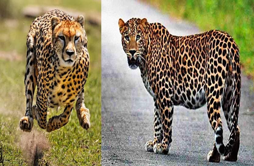 patrika_mp_leopard_captured_in_enclosure_made_for_cheetahs.jpg