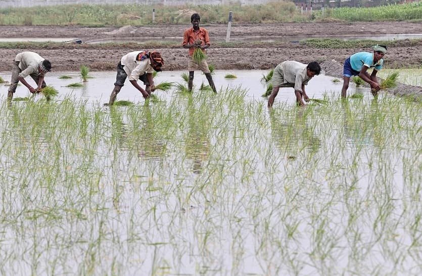 Kharif Crops: देशभर में कमजोर पर राजस्थान में बंपर हुई खरीफ फसलों की बुवाई