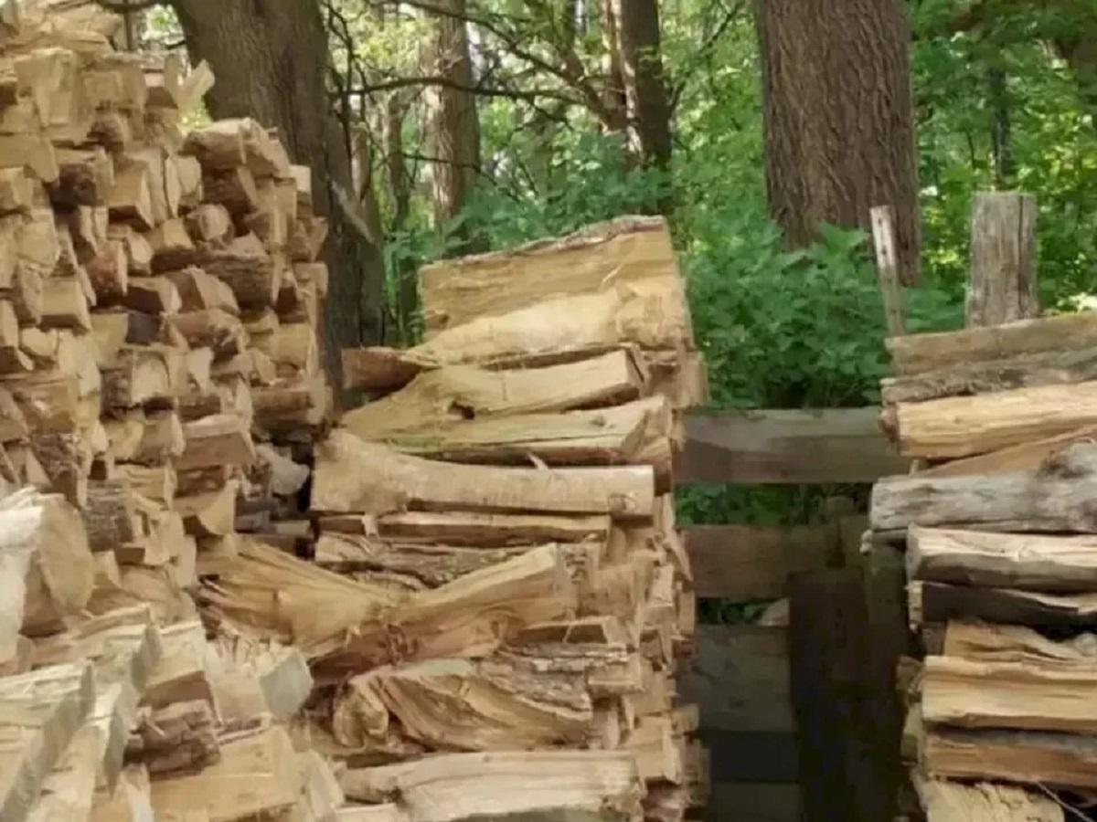 There is a cat hidden between the logs, find it in 5 seconds