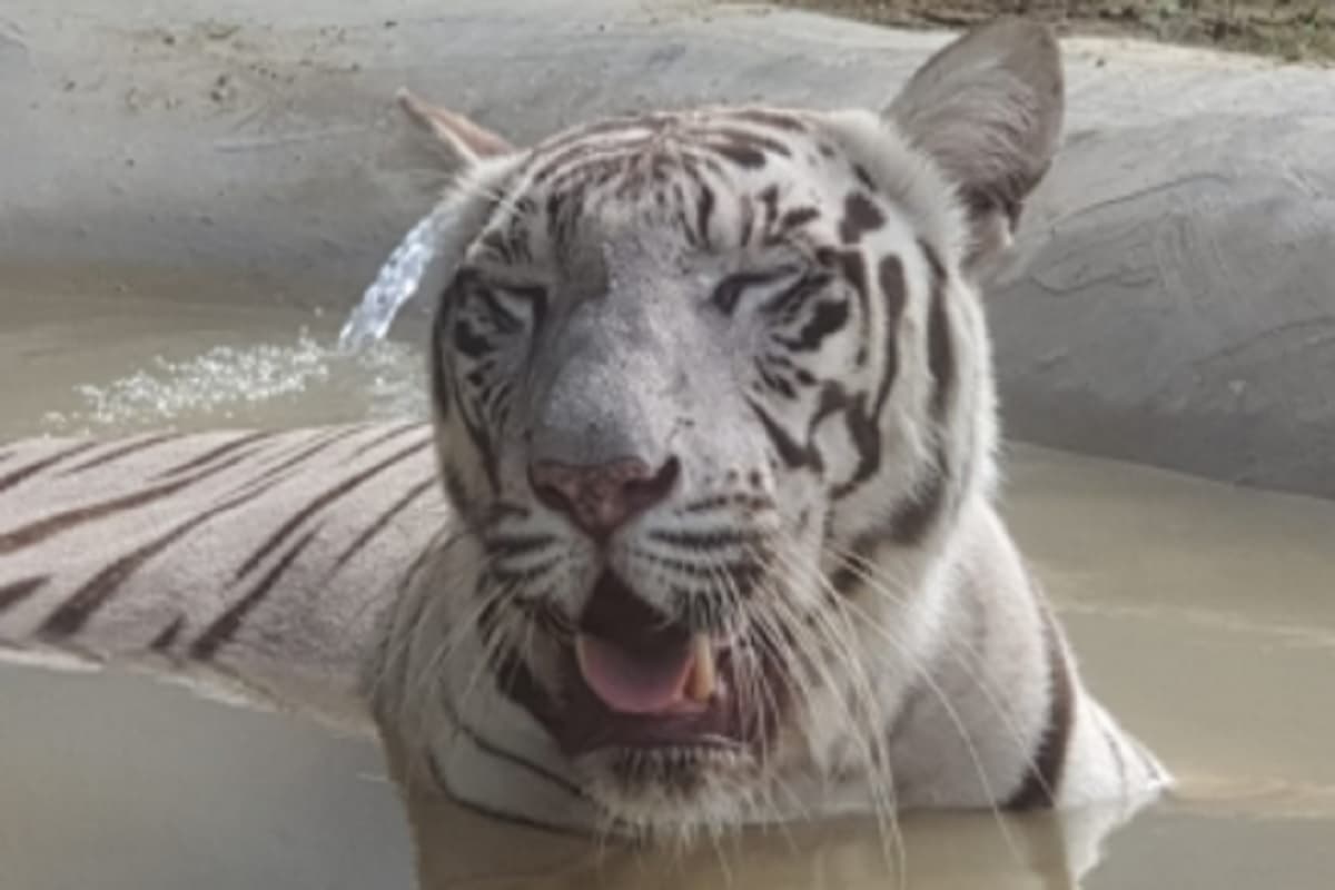Gorakhpur Zoo : सीएम योगी रखेंगे तेंदुए के दो बच्चों का नाम, बताए क्या होगा नाम