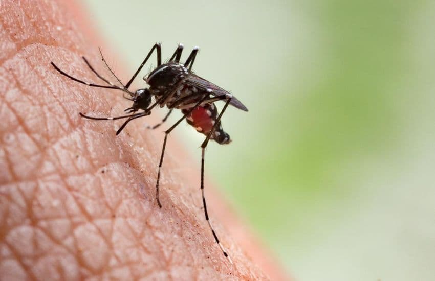 Alert on dengue ... डेंगू के डंक का कहर