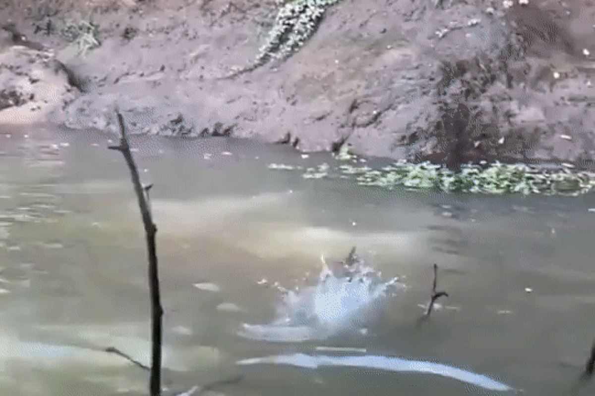 ‘Physics at work’: Reptile’s ‘walk over water’ amazes netizens, Watch video