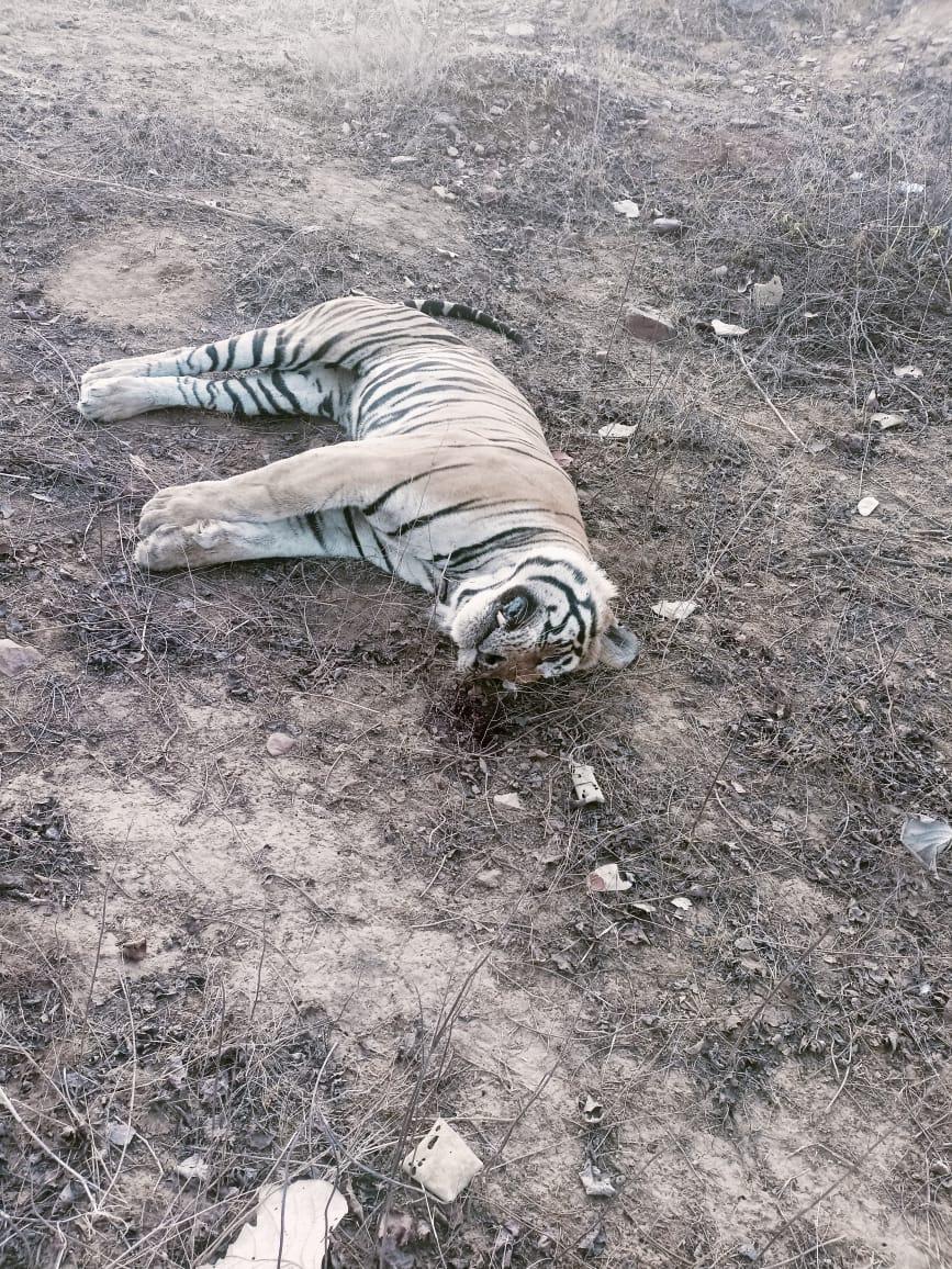 Young tiger hunted in Panna Tiger Reserve