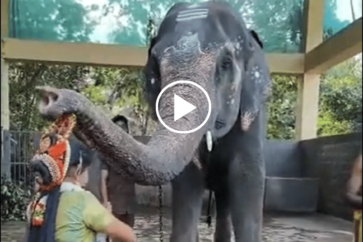 Temple Elephant Blesses Dancer In Karnataka, watch video