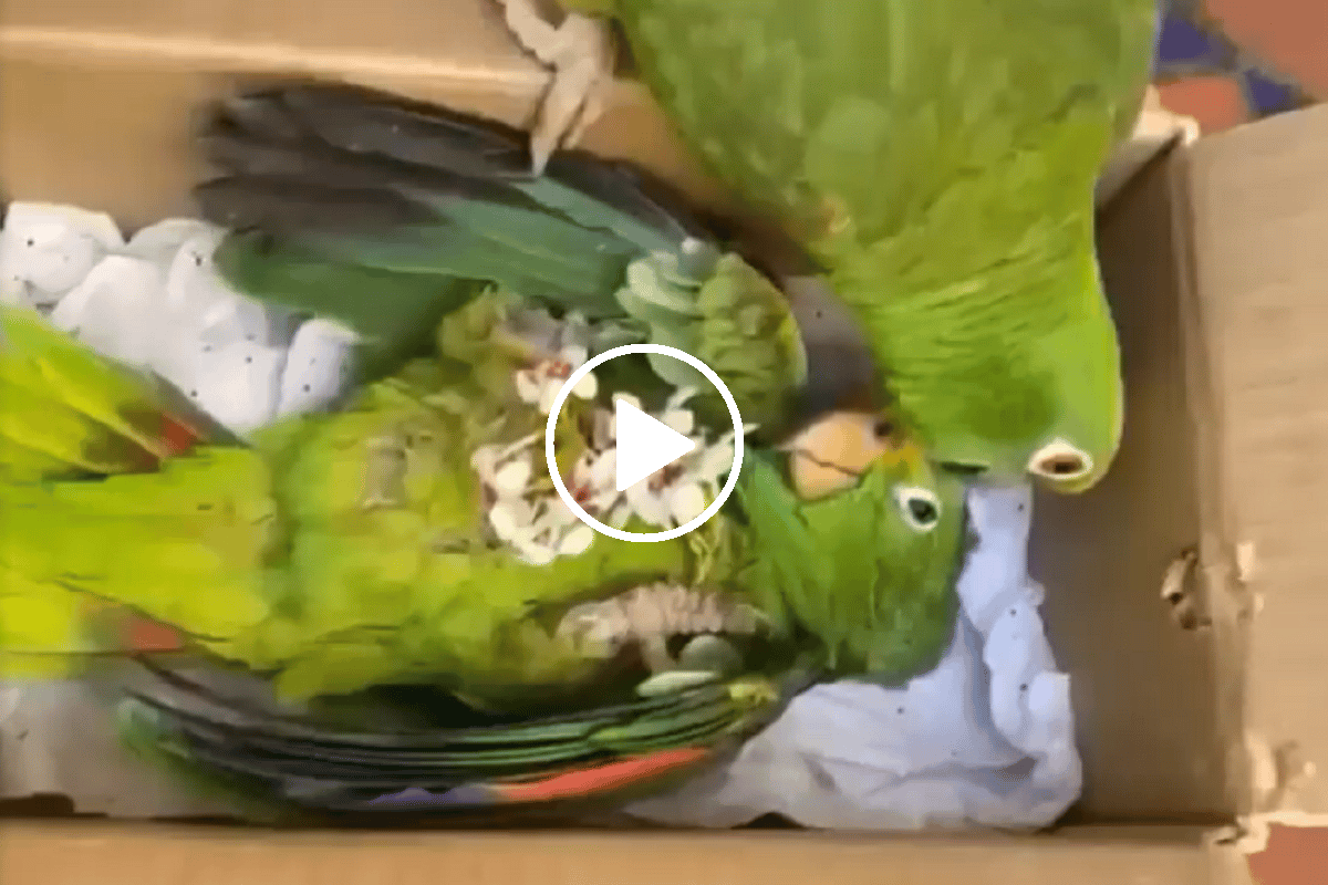 Viral Video: Parrot mourning on fellow parrot's death, watch emotional video