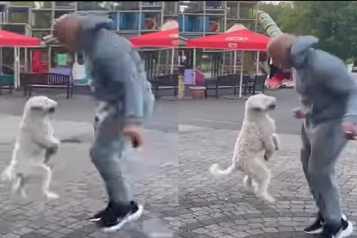 Athletic dog sets Guinness World Record for most skips on hind legs in 30 seconds