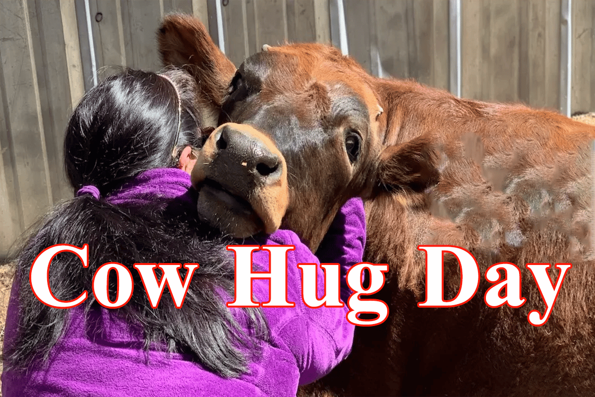 valentine-s-day-thing-of-past-animal-welfare-board-says-celebrate-cow-hug-day-on-feb-14_2.png