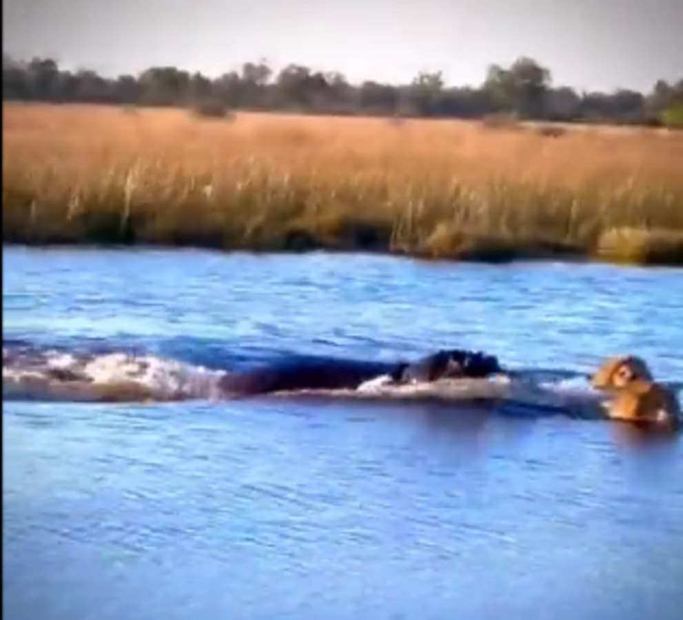 hippo_chases_away_3_lions.jpg