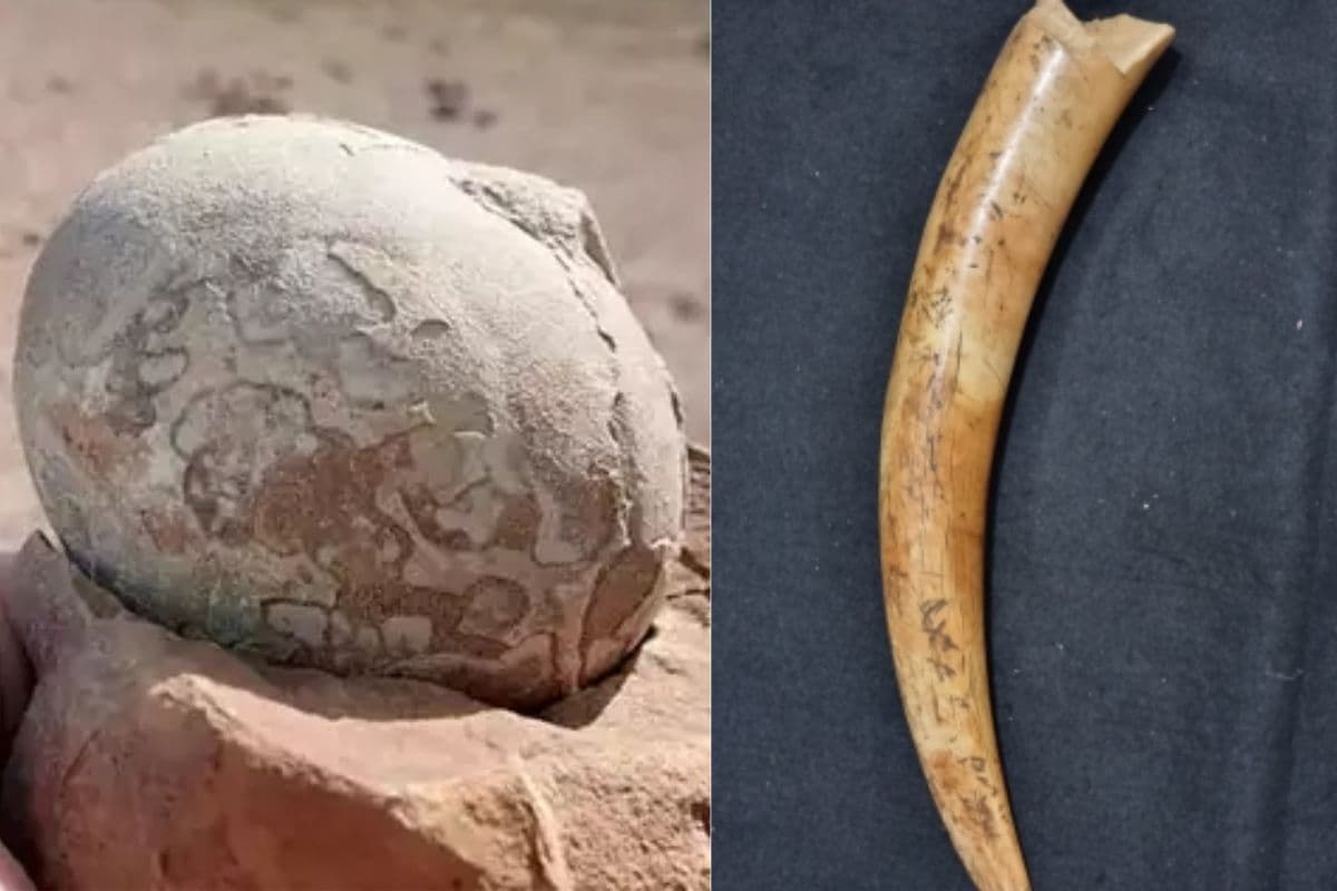 Six million year old dinosaur egg-ivory kept in Lucknow State Museum