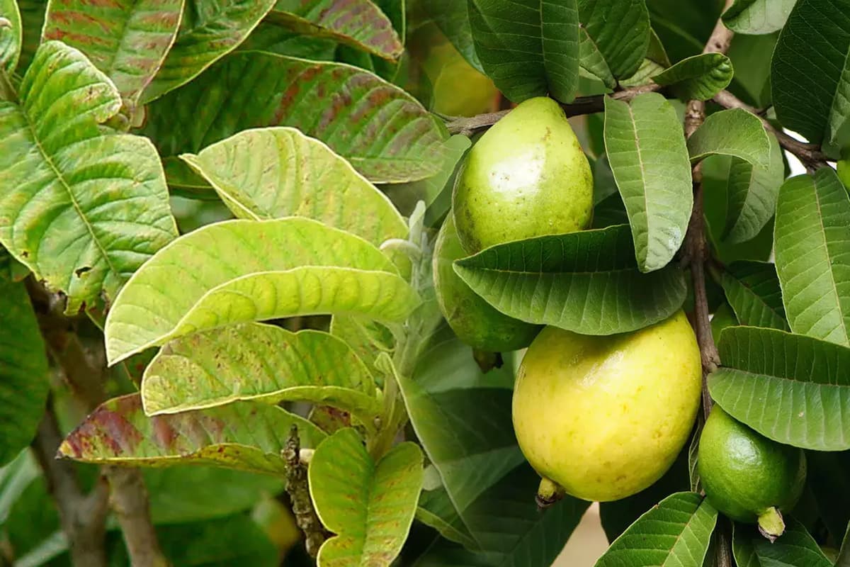 guava-leaves.jpg