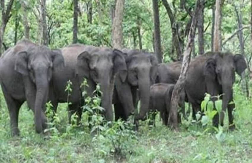 Elephant attacks 4 people breaking Karil, 2 women die