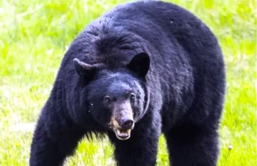 Bear attacks young man in Kanker, serious
