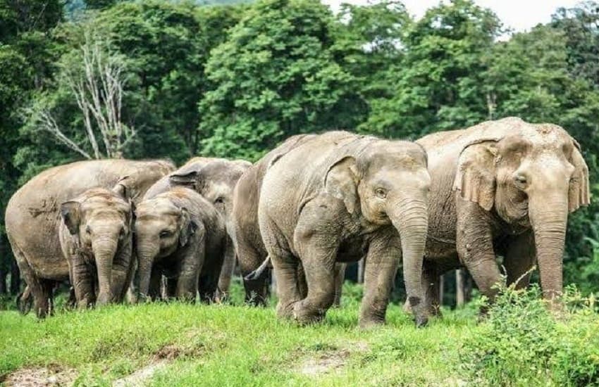 42 elephants terrorizing Korba, causing damage to crops