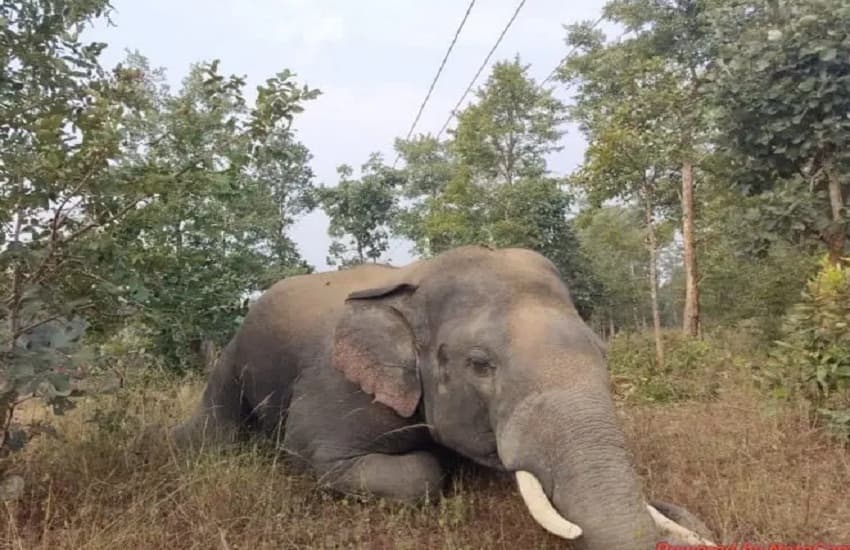 Elephant dies in Katghora forest range of Korba Breaking News