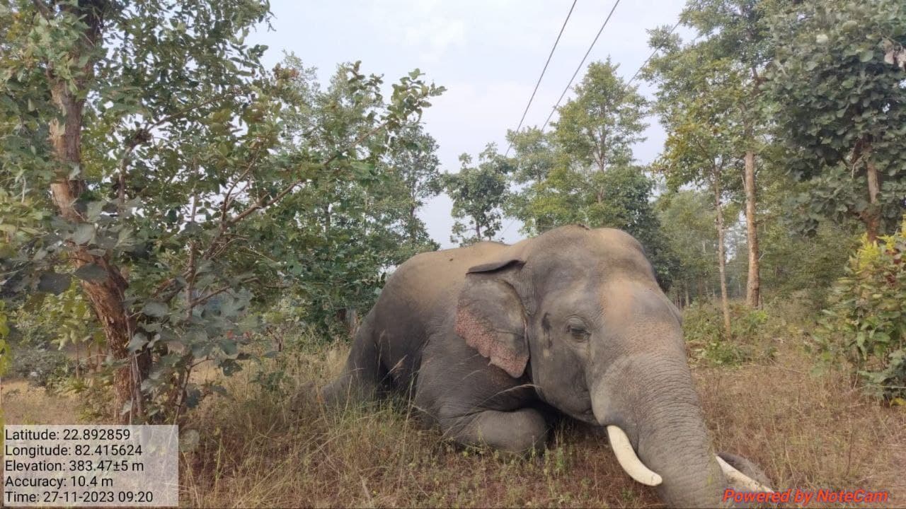 हाथियों के लिए सुरक्षित नहीं कटघोरा वनमंडल, करंट से नर हाथी की मौत