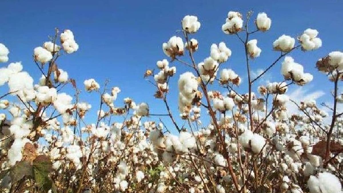 cotton_crop_.jpg