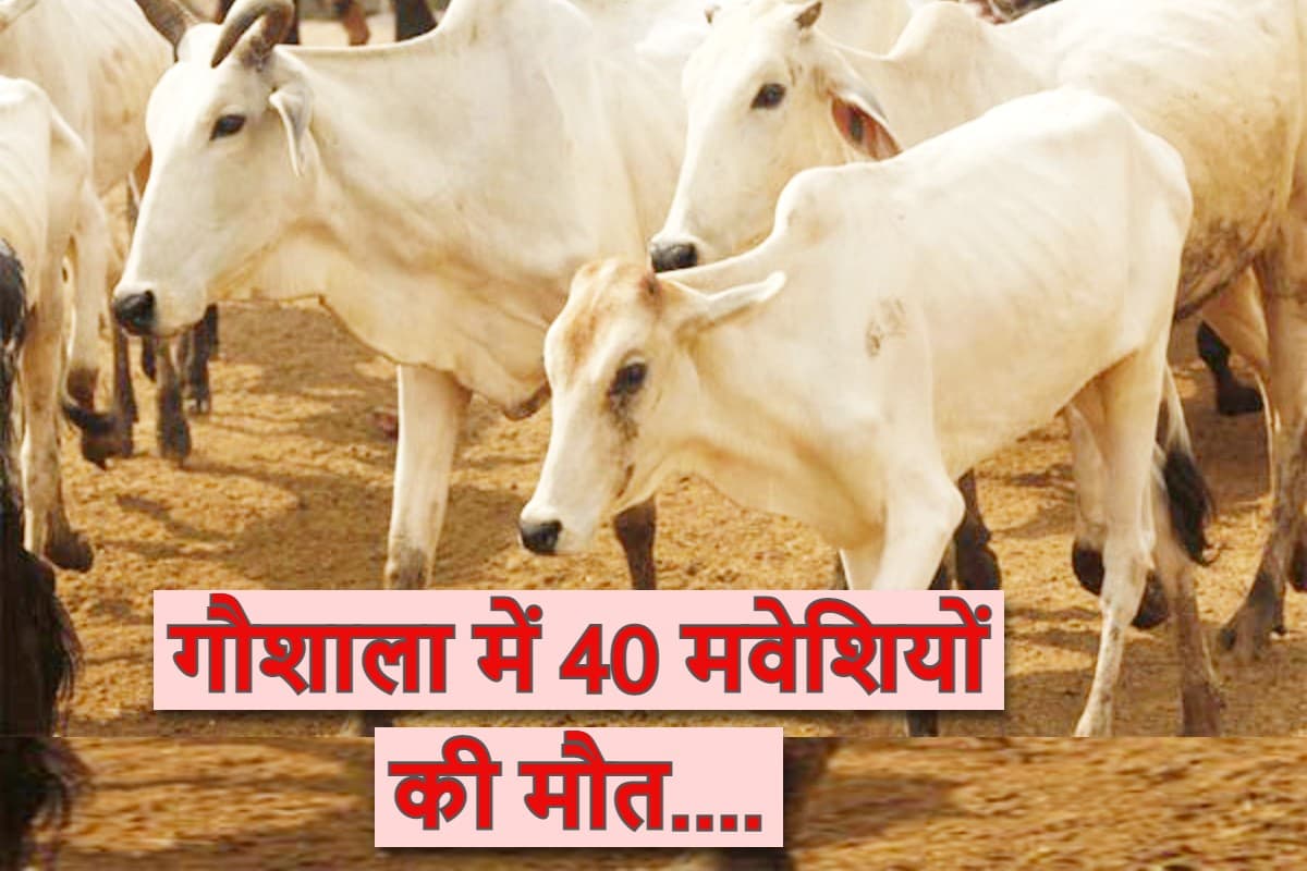 cattle_died_in_bhandara.jpg