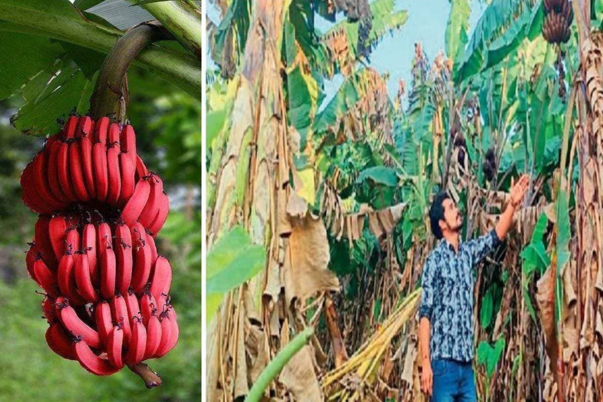 red_banana_farming_in_burhanpur_mp_innovative_cultivation.jpg