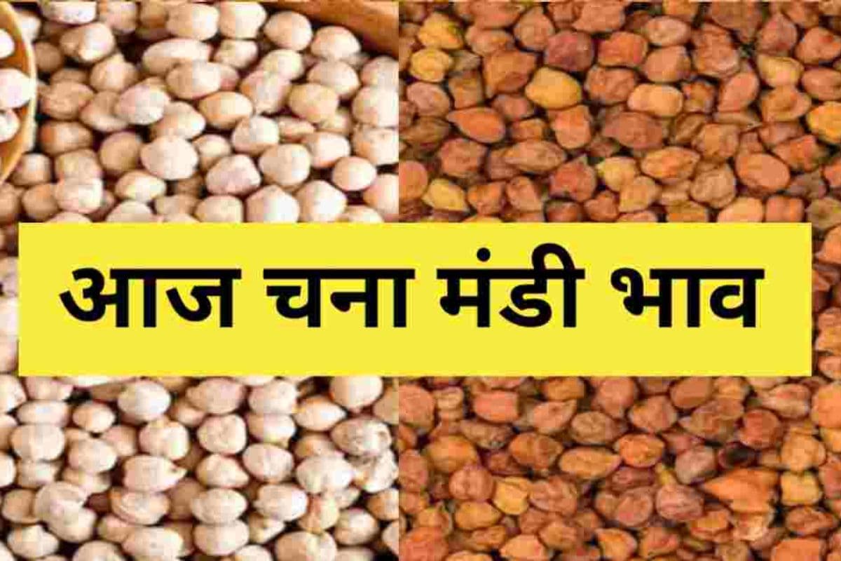 Rajasthan Increase in Price of Gram Lentils and Gram Flour