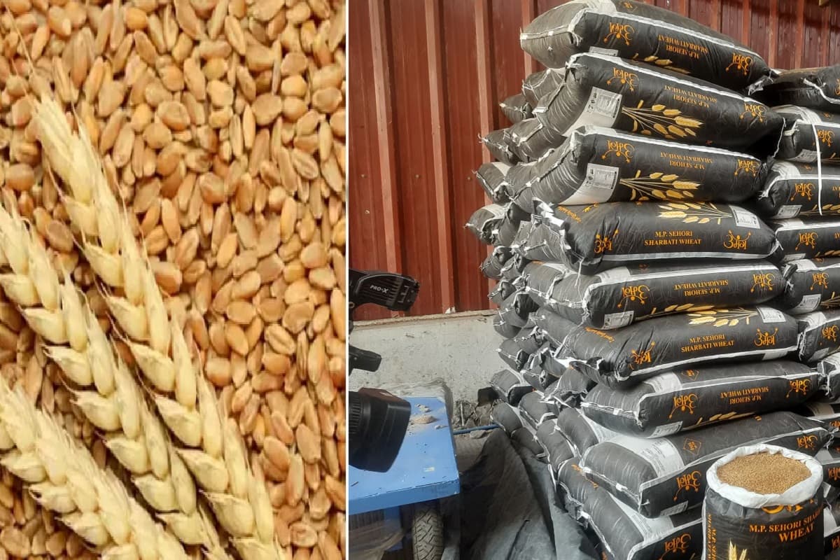 Good News Madhya Pradesh Sharbati Wheat is being sold at Cheap Rates in Jaipur