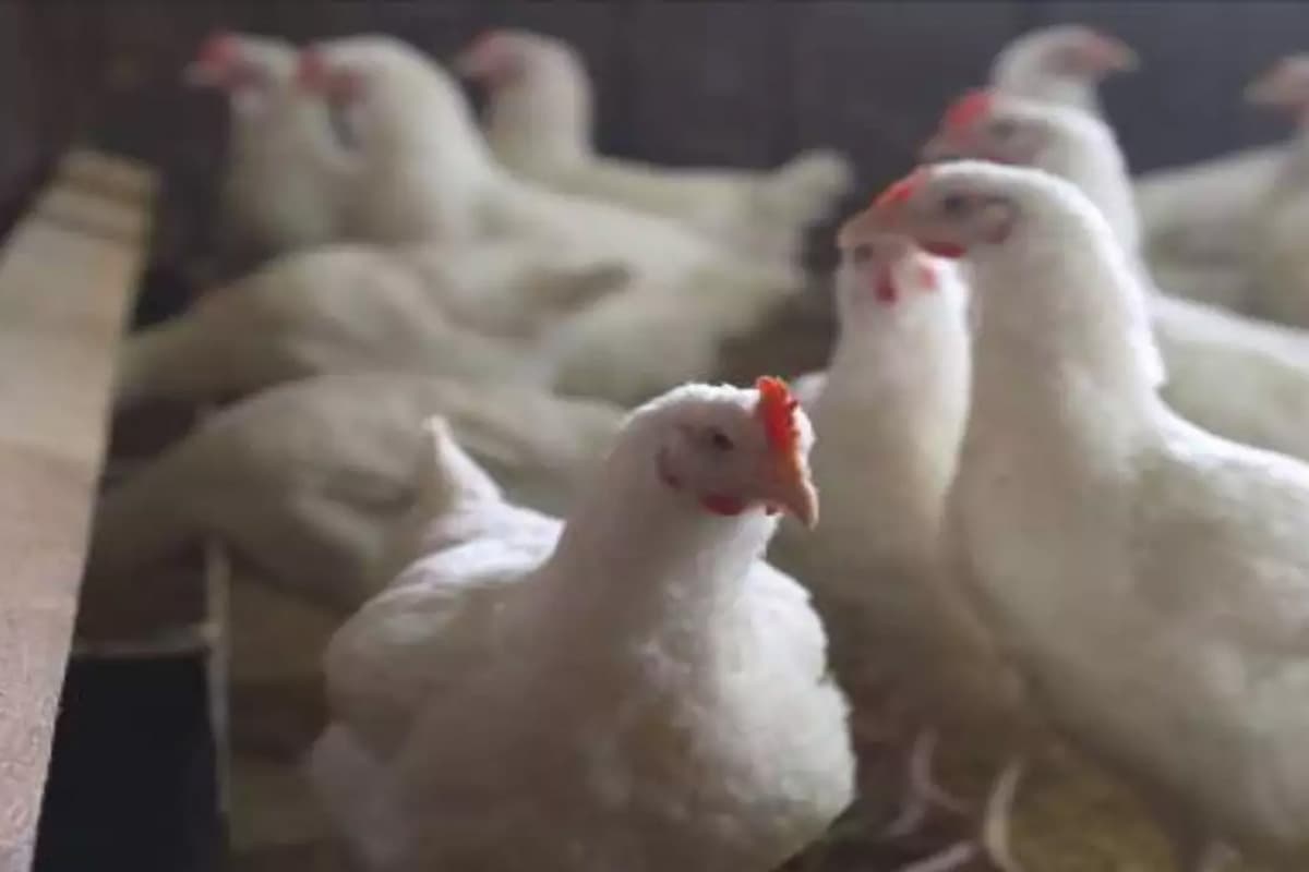 Is bird flu becoming a threat to humans?