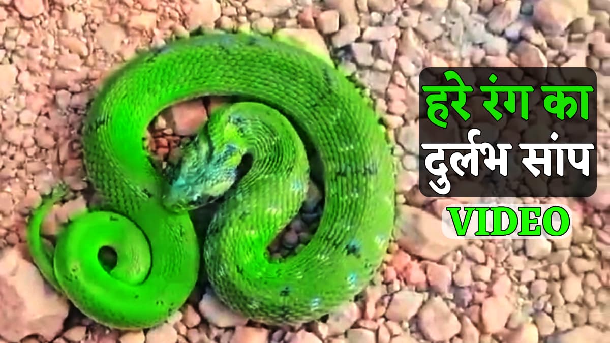 rare green snake