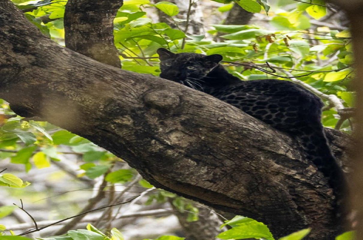 पेड़ पर बैठा काला तेंदुआ