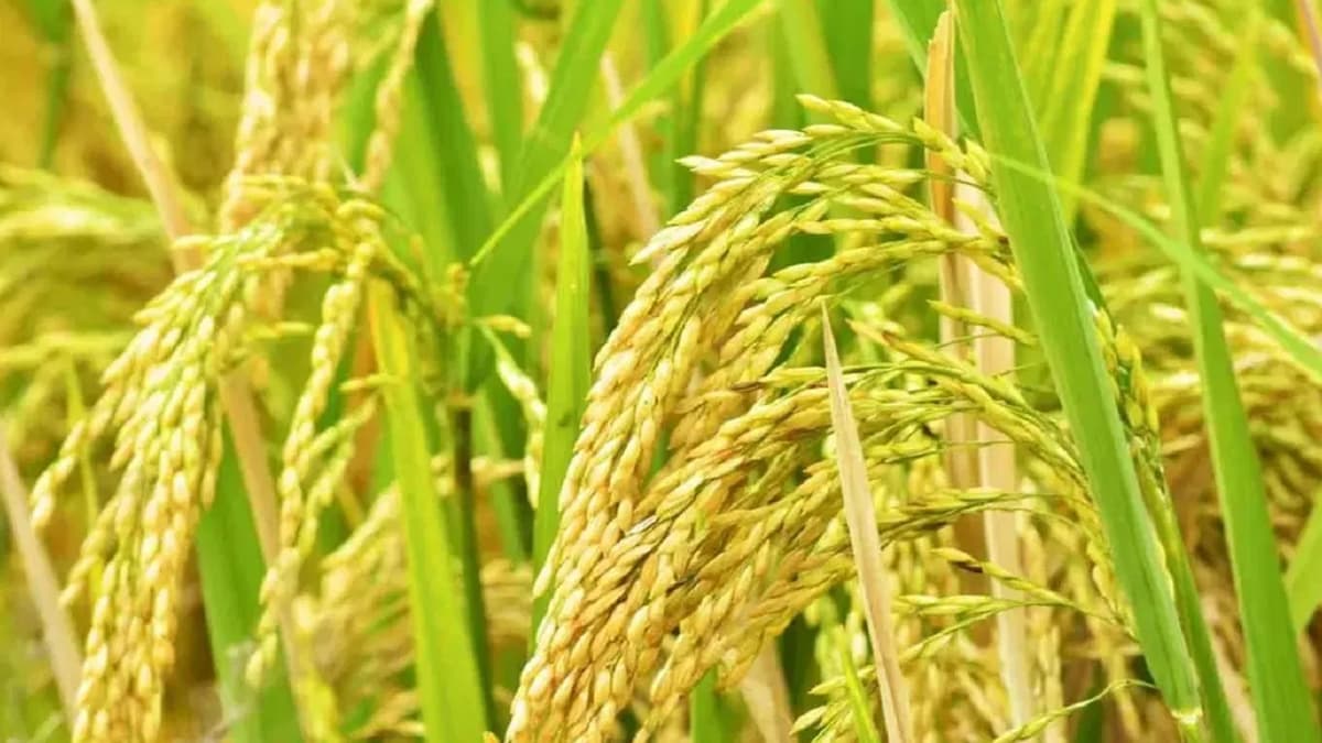 Amroha fields will be fragrant with fragrance of Basmati paddy