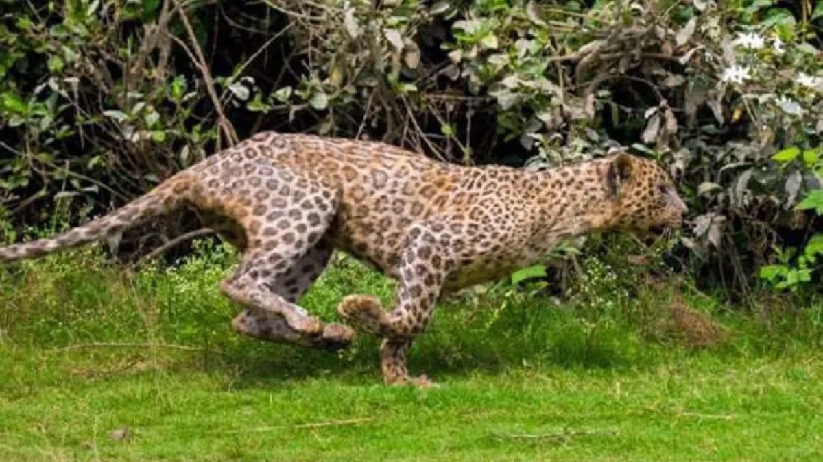 Leopard Attacks In Moradabad