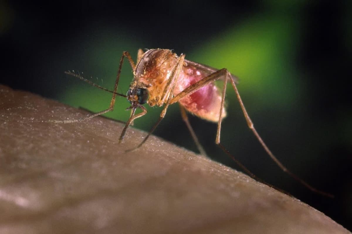 West Nile Fever: Symptoms and Prevention Measures