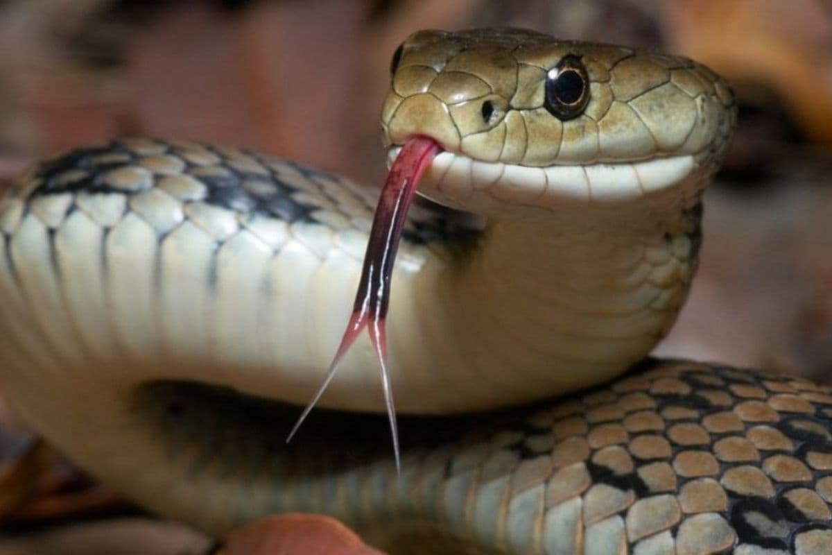 Migration of poisonous snakes to new areas due to climate change