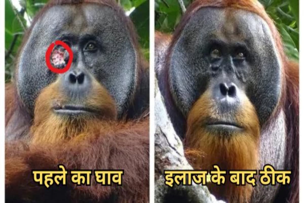 Orangutan treated himself, drank juice of plant leaves