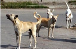 निगम मौन : जयपुर में भौंक रहे 1.25 लाख कुत्ते पर बताए कौन?